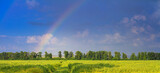 Fototapeta Tęcza - Agricultural field on horizon under the sky after the rain with colorful rainbow, panorama, banner, concept of weather forecast