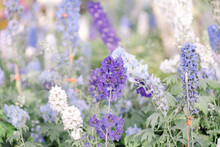 Purple And White Spring Flowers