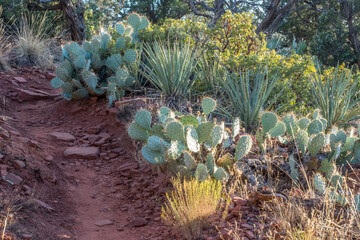 Wall Mural - A gorgeous view of the landscape in Sedona, Arizona