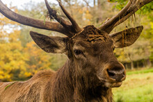 Deer In The Game Enclosure In Castolovice, Czech Republic