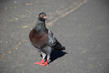 A Quirky Pigeon Walks Around In An Urban Concrete Setting