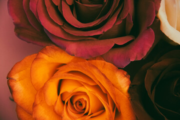 Wall Mural - Close up on different color roses, with focus on vibrant colors. 