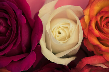 Poster - Close up on different color roses, with focus on vibrant colors. 