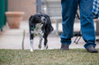 Dog walks along side man's legs