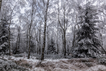  Winter view of a birch forest in the Czech Republic