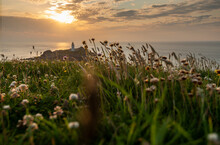 Close-up Of Wild Summer Flowers And Lush Grass At Godrevy Head ,Cornwall,United Kingdom.