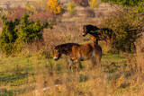 Fototapeta Konie - European wild horses (Equus ferus ferus) in Milovice Nature Reserve, Czech Republic