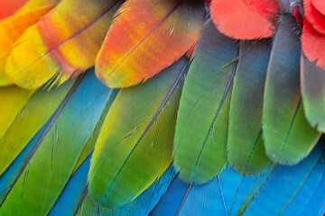 The colorful wings of beautiful macaw.Multicolor with red yellow orange, green and blue shades, exotic nature background of bird feather texture.s.