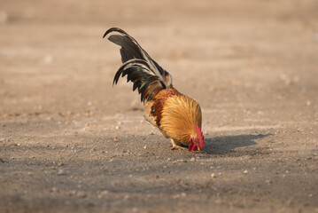 bantam is finding food on the floor.Selective focus.