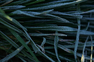 A close-up macro focus shot of Scutch grass with bright sunlight