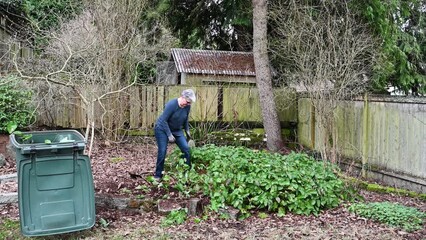 Wall Mural - Middle aged woman digging out overgrown Epimedium with shovel and tossing in yard waste container
