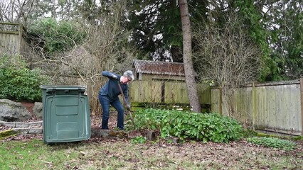 Wall Mural - Middle aged woman digging out overgrown Epimedium with shovel and tossing in yard waste container
