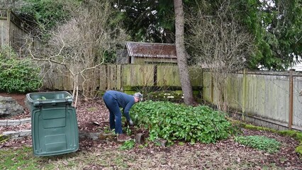 Wall Mural - Middle aged woman pulling out overgrown Epimedium in a backyard garden by hand and tossing in yard waste container
