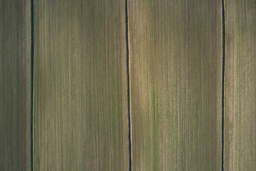 Wall Mural - Field texture aerial view. Grass plantation at high altitude. Drone view grass surface texture. Lines on the surface of the earth top view. Farmland aerial view.