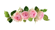 Small Pink Rose Flowers, Green Leaves And Buds In A Floral Wave Arrangement Isolated
