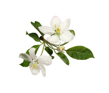 Fresh Flowers And Leaves Of Apple Tree Isolated On White