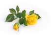 Schöne gelbe Rose auf weißem Hintergrund, 3d-Effekt