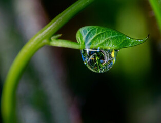 Wall Mural - A closeup shot of a dew hanging from a small green leaf and the reflection on it