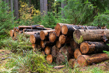 Wet logs of utilized and sawn tree trunks are stacked in rows on the ground in the autumn rainy forest. Cutting down old and seek trees for the purpose of forest renewal