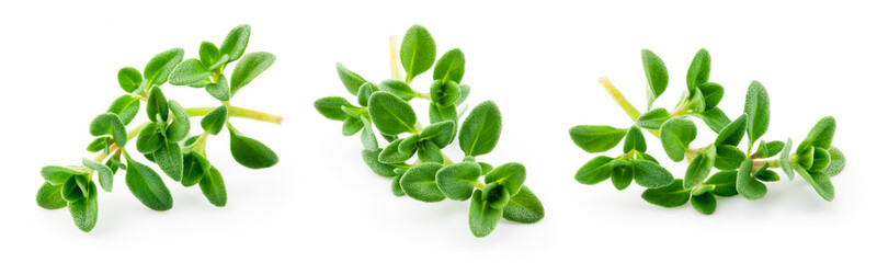 Sticker - Thyme isolated. Thyme herb on white background. Fresh thyme plant collection.