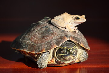 The Asian forest tortoise, also known commonly as the Asian brown tortoise.
Polypedates maculatus, the Indian tree frog, or Chunam tree frog, is a common species of tree frog. 
