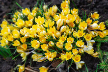 Crocus Golden Yellow. Soft Focus Of Spring Nature With Closeup Of Yellow Crocuses. Yellow Primroses