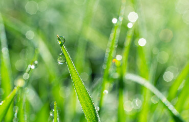 Wall Mural - Green grass covered with sparkling dew drops close-up. Purity and freshness concept. Nature background.