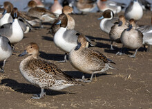 Group Of Ducks