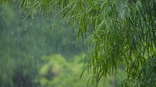 Heavy Rainfall On A Green Jungle, Nature Background Of A Tropical Environment During A Rainy Day With Copy Space