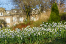 In An Urban Environment, A Beautiful Flowering Snowdrop Is Fully In Bloom During The Final Days Of Winter, Harrogate, North Yorkshire, UK.