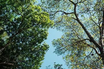 Wall Mural - bright green trees and leaves in spring