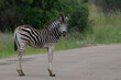 A zebra foal standing on a tar road, Pilanesberg Game Reserve