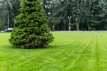 One Fresh Bright Spruce Tree Growing On Manicured Mowed Green Grass Lawn Field At Yard, City Park Or Gold Course On Sunny Day. Formal British Garden And Landscaping Design. Lawn Care Serivce Concept