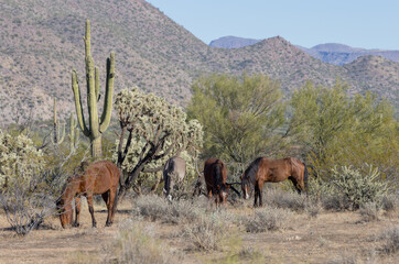 Poster - Wild horses Near the Salt River in the Arizona Desert