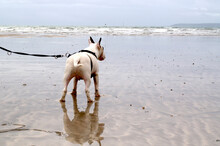 English Bull Terrier Par Beach Cornwall England UK