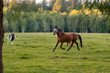 Blindfolded Horse Running On The Green Grass 