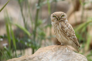 Ural owl sitting on the big stone