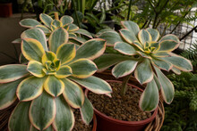 Exotic Succulent Plants. Closeup View Of Three Aeonium Sunburst, Also Known As Copper Pinwheel, Growing In Pots In The Urban Garden. Beautiful Rosette Colors, Texture And Leaves Pattern.