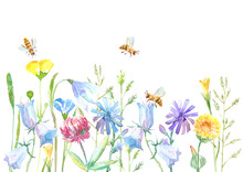 Floral Border Of A Bee, Wild Flowers And Herbs On A White Background.Buttercup, Clover,bluebell,vetch,timothy Grass,lobelia,spike. Watercolor Hand Drawn Illustration.	