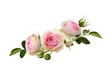 Pink rose flowers and buds with green leaves in a floral arrangement isolated