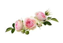 Pink Rose Flowers And Buds With Green Leaves In A Floral Arrangement Isolated