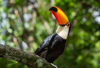 brazil, a beautiful toco toucan in the national parc of iguaçu (iguazu)