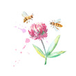 Clover flower and bee on a white background.Meadow herbs. Watercolor hand drawn illustration.	