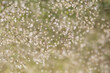 White airy fluffy Gypsophila selective focus photo background good for cards, posters, website decoration etc.