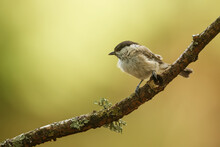 Marsh Tit (Poecile Palustris) Posing On A Branch With Moss