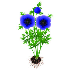 Wall Mural - Anemone plant with flowers and roots on a white background.