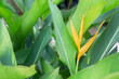 gelbe Klecinia-Blume auf grünem Hintergrund