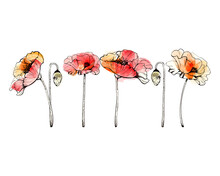 Watercolor Poppies With Black Outline_watercolor Red And Orange Poppies With Black Outline, Graphic Illustration, Botanical Image Of Plant, Flower, Bud, On White Background, Set Of Flowers Lined Up In