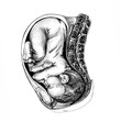 85_baby in the womb_anatomical drawing of a child in the womb, graphic illustration in black, hand drawing, detailed image of organs of a pregnant woman