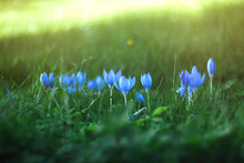 Blue Crocuses Grow On A Green Background Close-up. Spring Flowers Are Planted On The Fresh Grass. Primroses In Flower Beds Of The City, Parks And Forests. The First Plants Appeared In The Open Air.